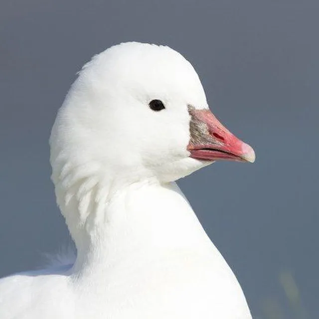 Business Goose Lightz